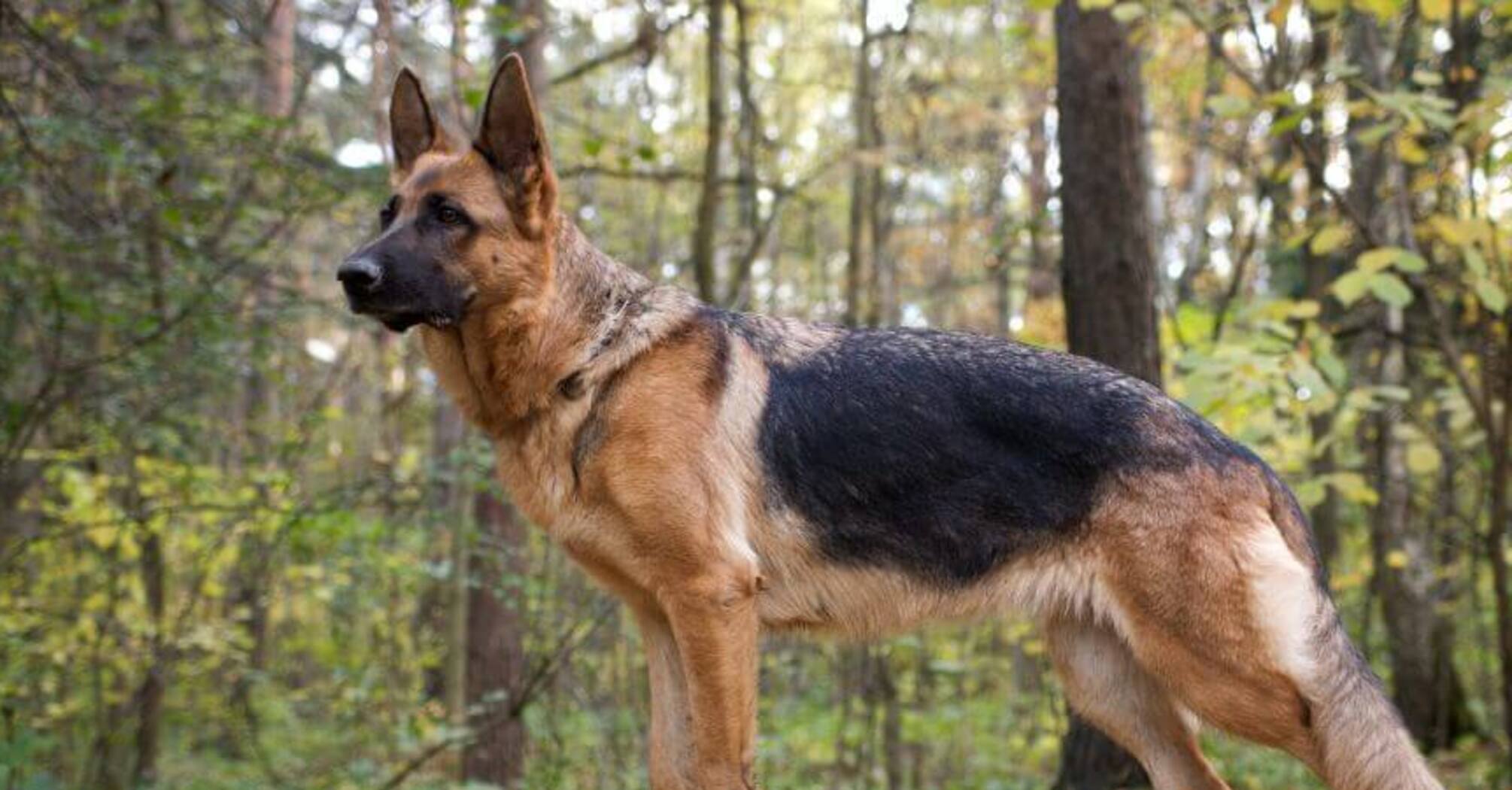 Верные и послушные: топ пород беспроблемных собак