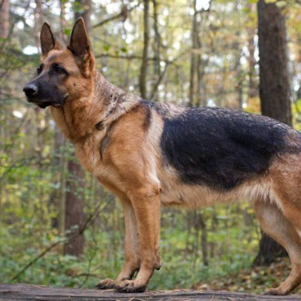 Віданні та слухняні: топ порід безпроблемних собак