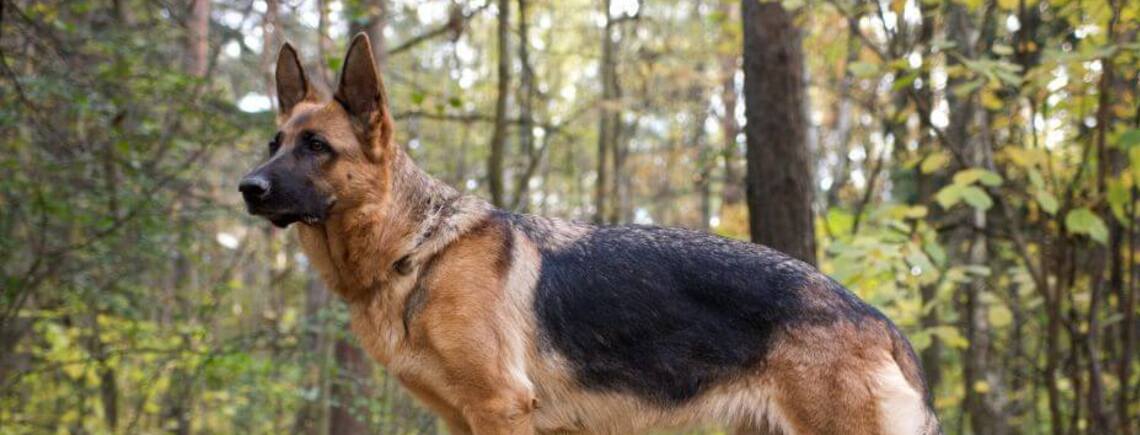 Верные и послушные: топ пород беспроблемных собак