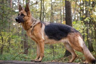 Віданні та слухняні: топ порід безпроблемних собак