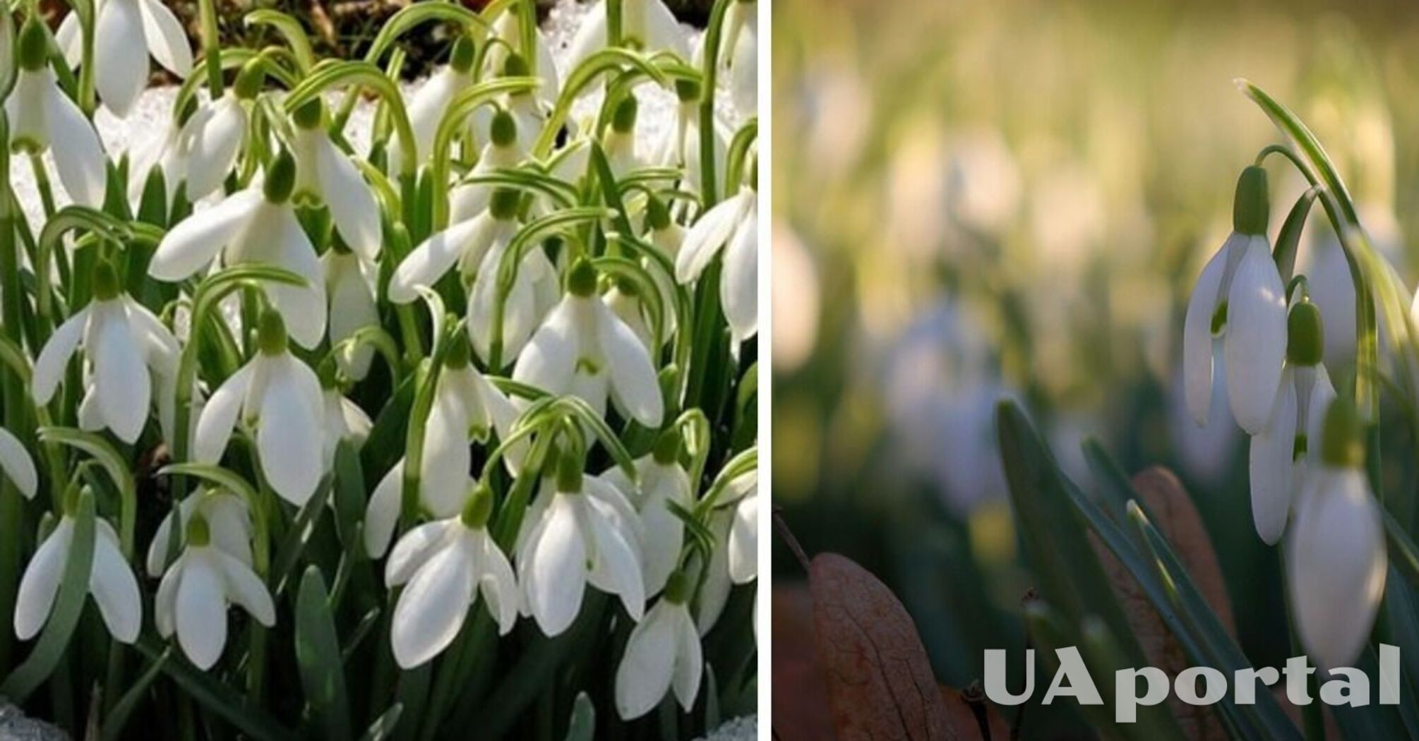 До України повертається похолодання: коли очікувати снігопадів   