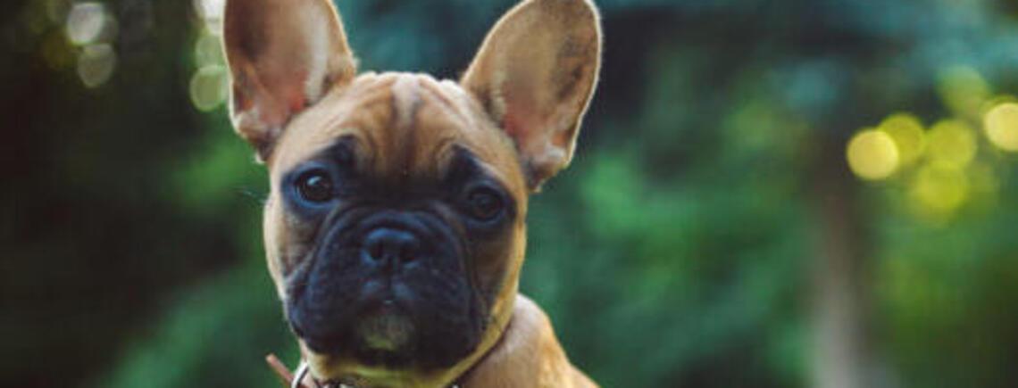 Не будут требовать много: топ неприхотливых пород собак