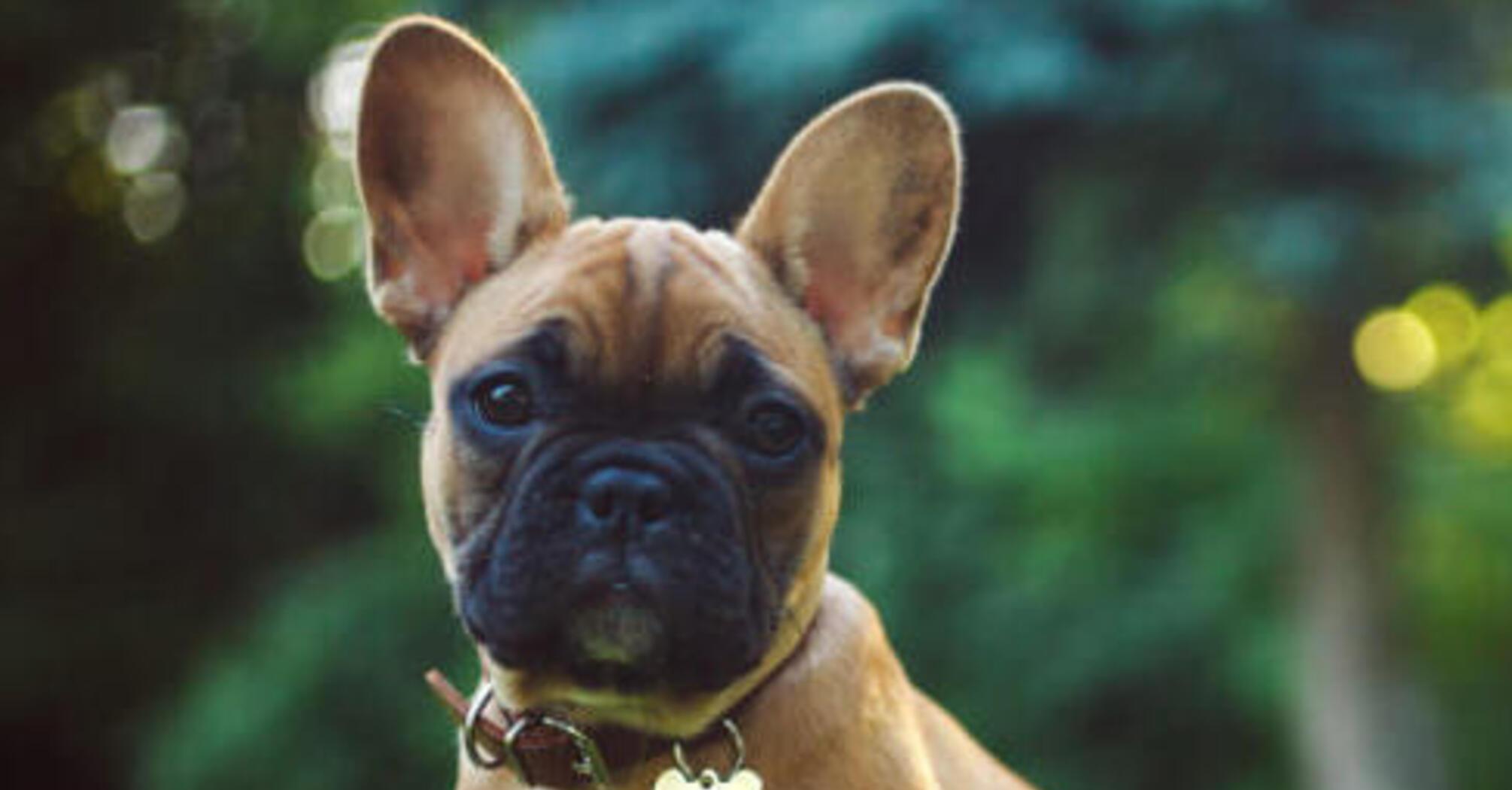 Не будут требовать много: топ неприхотливых пород собак