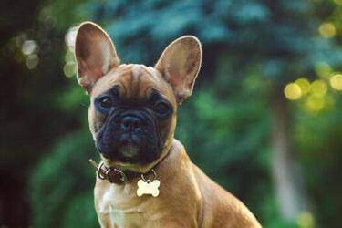 Не вимагатимуть багато: топ невибагливих порід собак