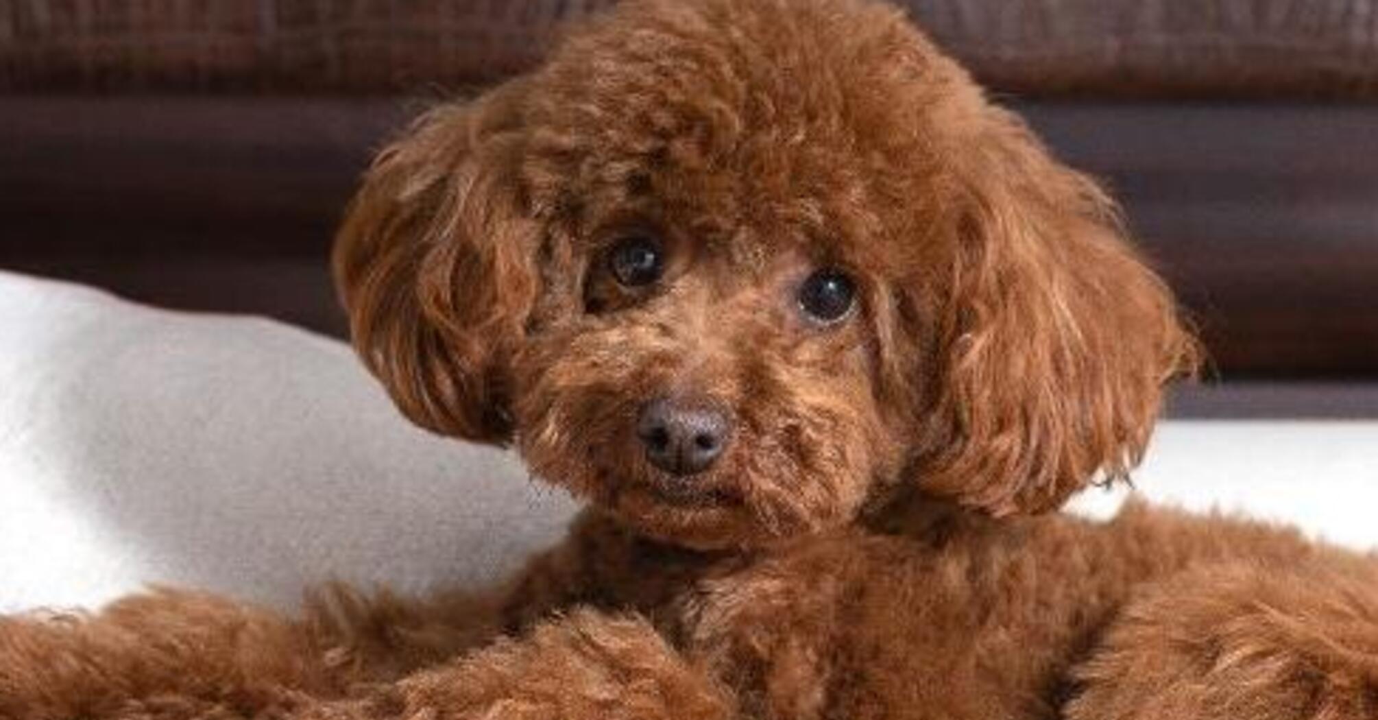 Схватывают на лету: топ пород самых умных собак