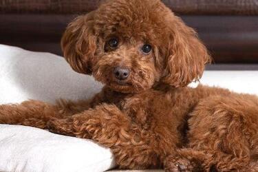 Схоплюють на льоту: топ порід найрозумніших собак