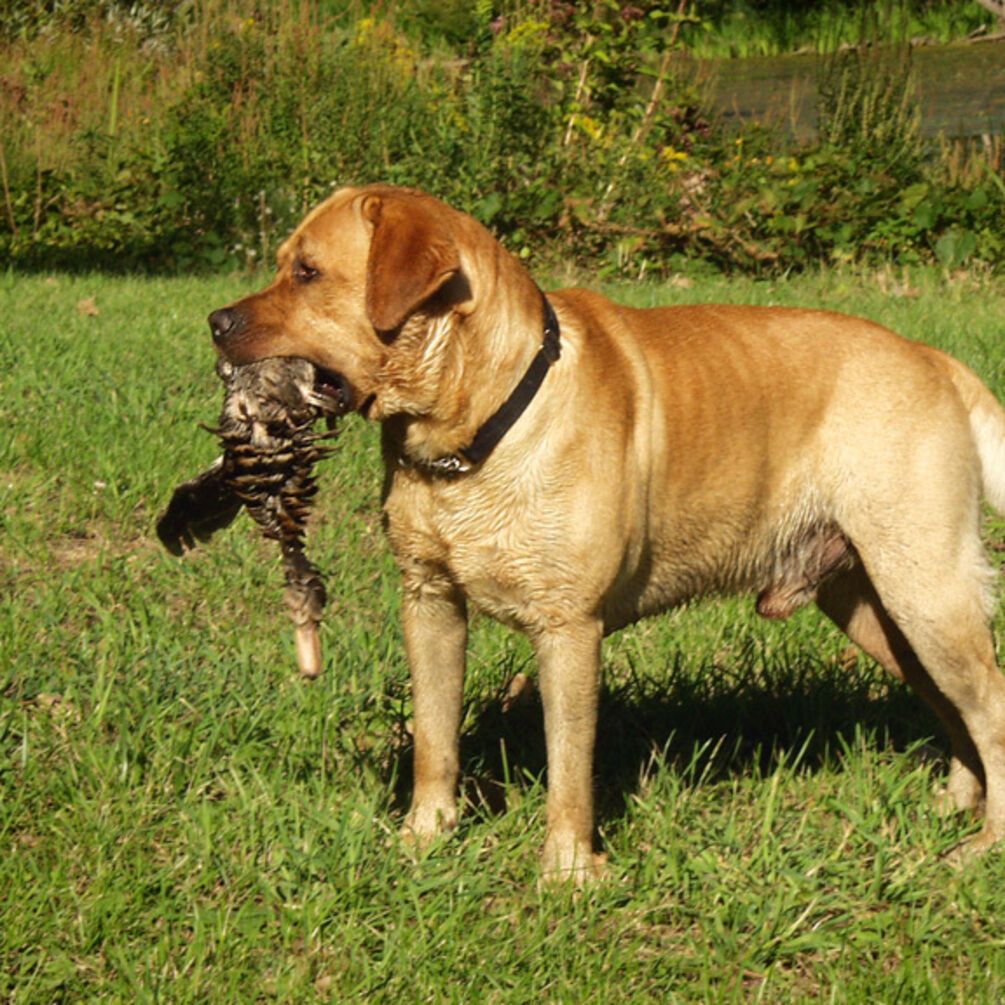 С ними точно не будет проблем: названы топ пород самых послушных собак