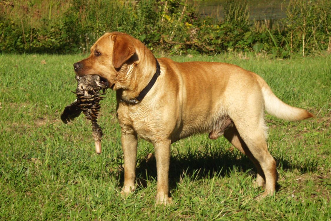 З ними точно не буде проблем: названо топ порід найслухняніших собак