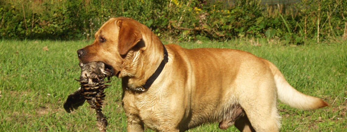 З ними точно не буде проблем: названо топ порід найслухняніших собак