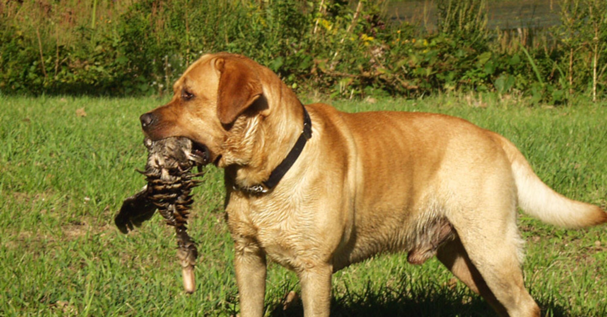 С ними точно не будет проблем: названы топ пород самых послушных собак