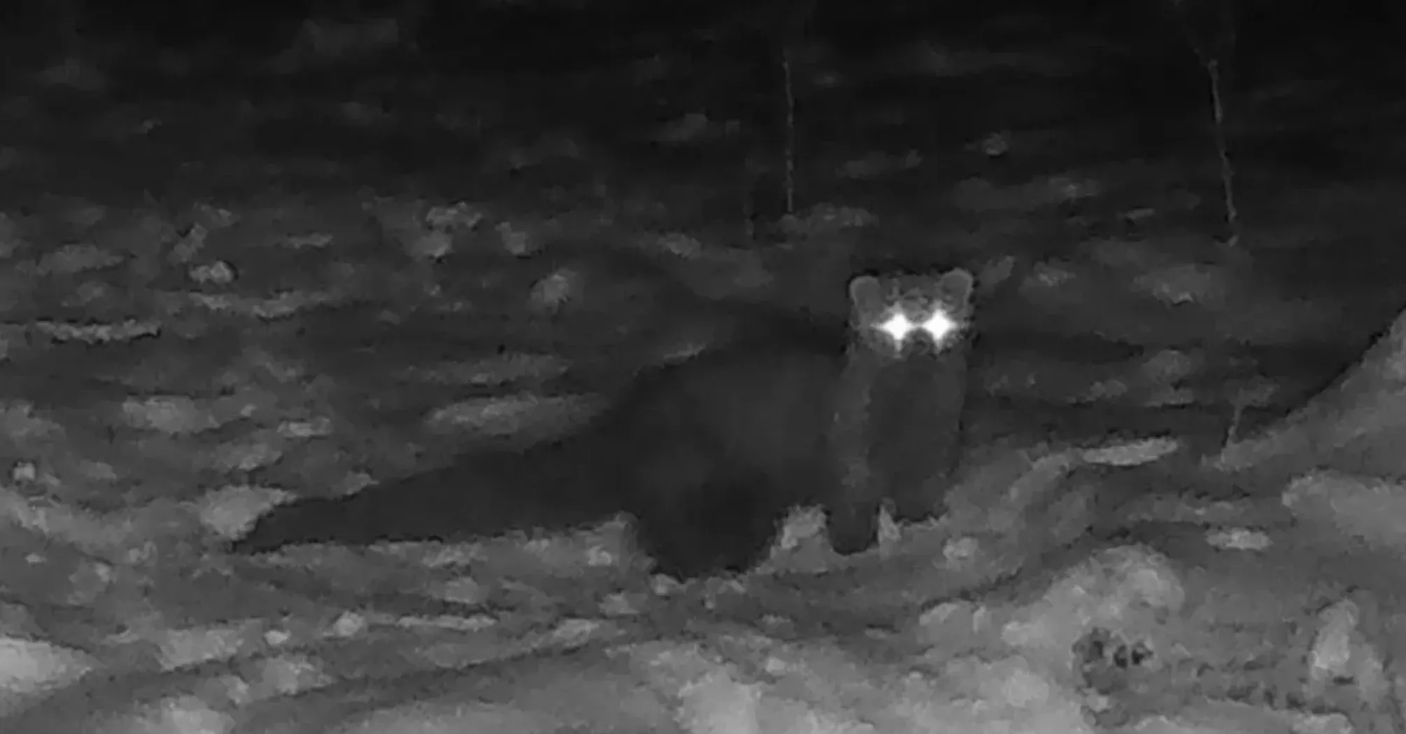 Считалась вымершей более 150 лет: на территории США заметили пушистое существо (фото)