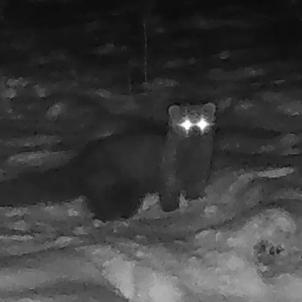 Считалась вымершей более 150 лет: на территории США заметили пушистое существо (фото)