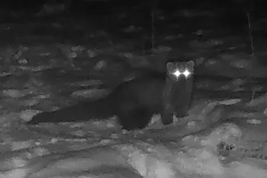 Вважалась вимерлою понад 150 років: на території США помітили пухнасту істоту (фото)