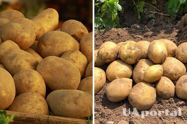 В Украине дешевеет популярный продукт: сколько стоит килограмм