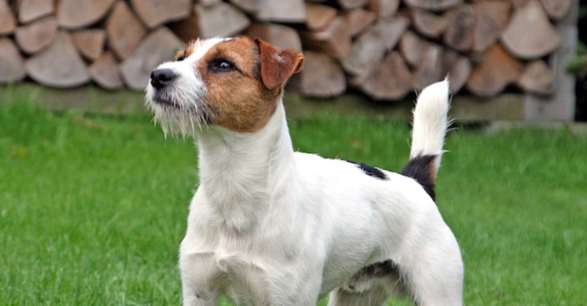 Їм не комфортно у невеликих приміщеннях: які породи собак не можуть жити у квартирах  