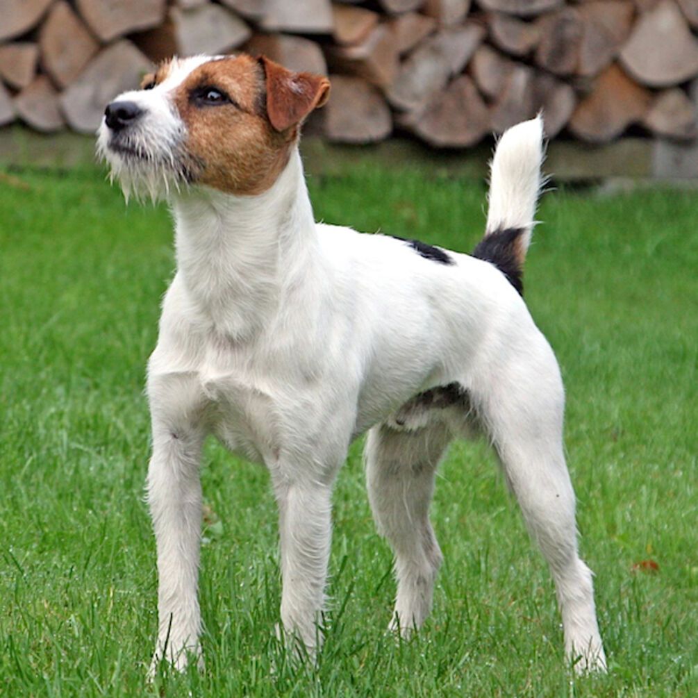 Им не комфортно в небольших помещениях: какие породы собак не могут жить в квартирах