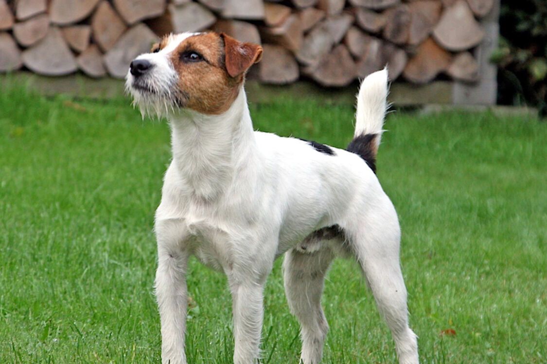 Им не комфортно в небольших помещениях: какие породы собак не могут жить в квартирах