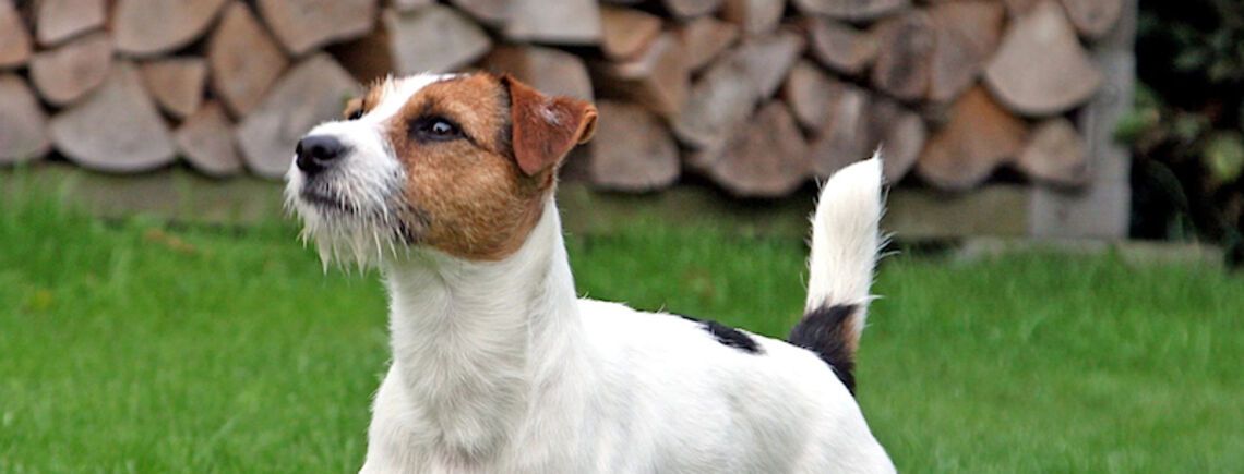 Им не комфортно в небольших помещениях: какие породы собак не могут жить в квартирах