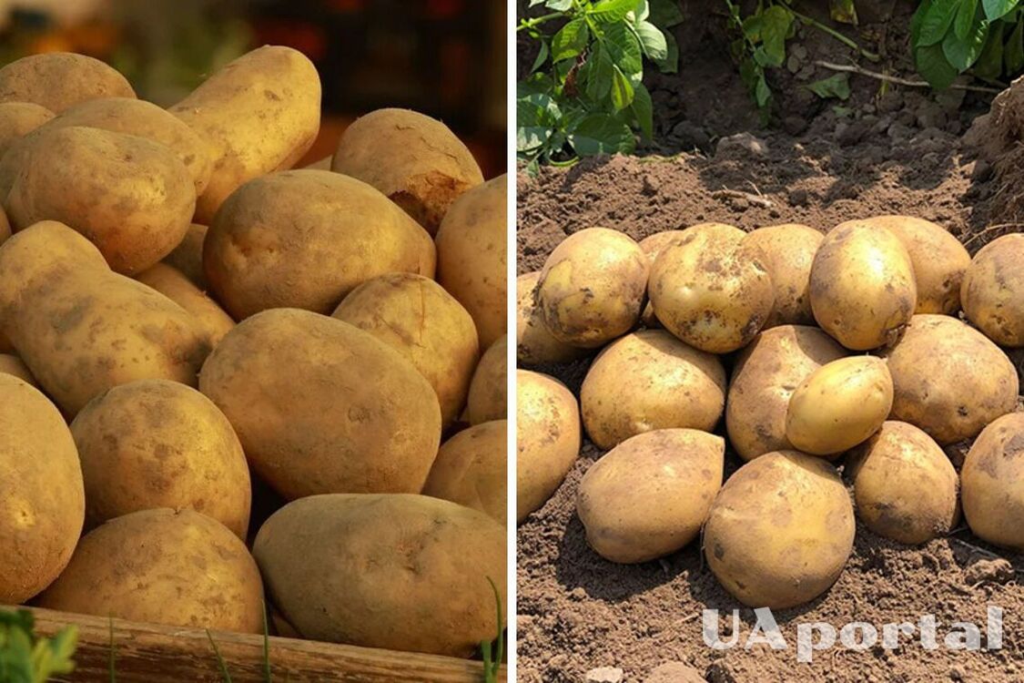 В Україні подорожчав популярний овоч: скільки коштує