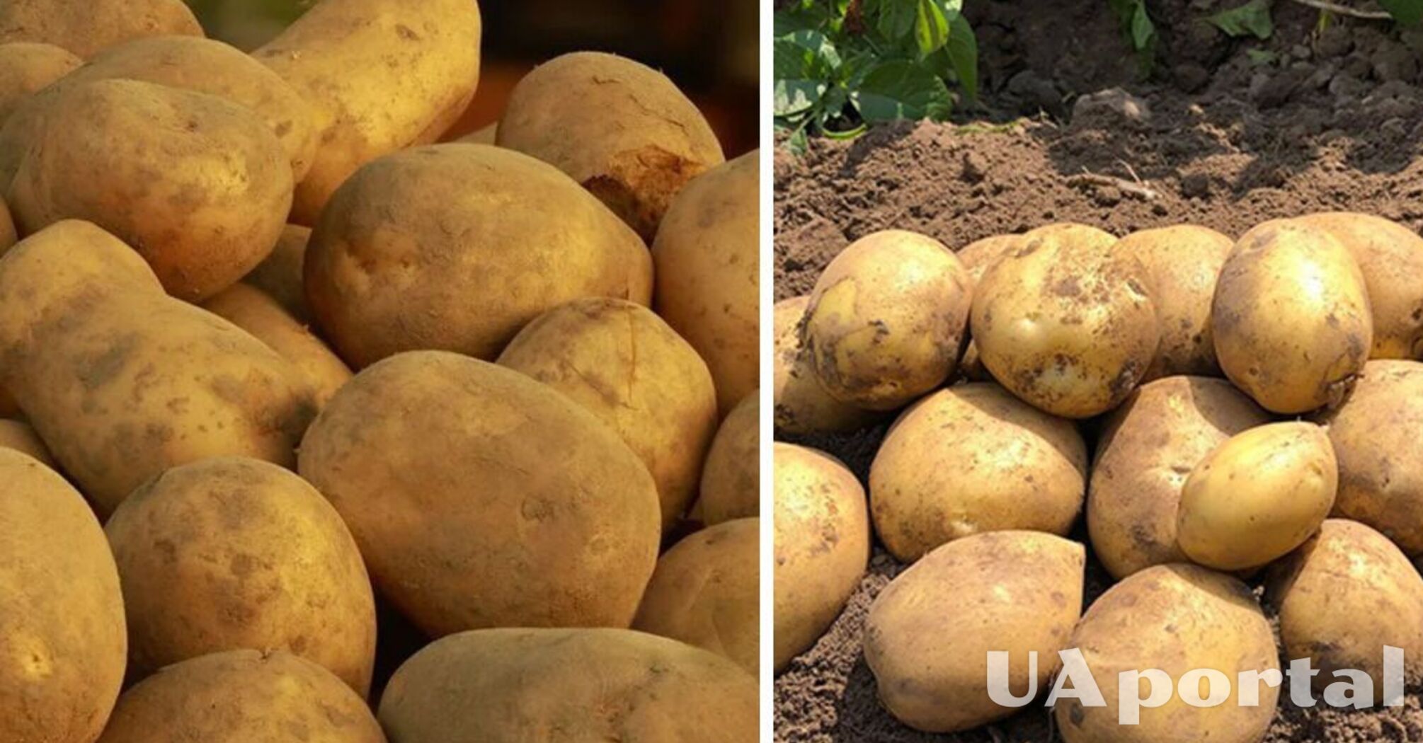 В Україні подорожчав популярний овоч: скільки коштує