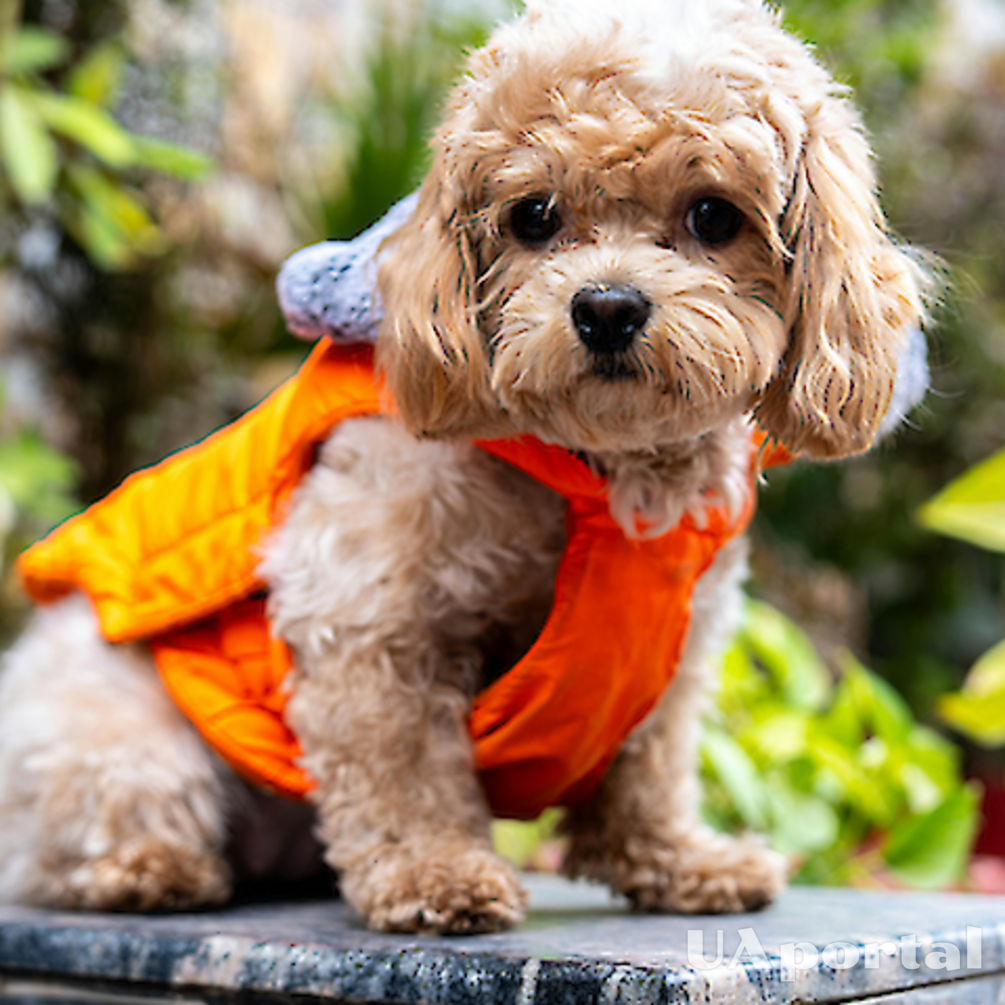 Красивые, но есть нюанс: названы поведенческие проблемы гибридных собак