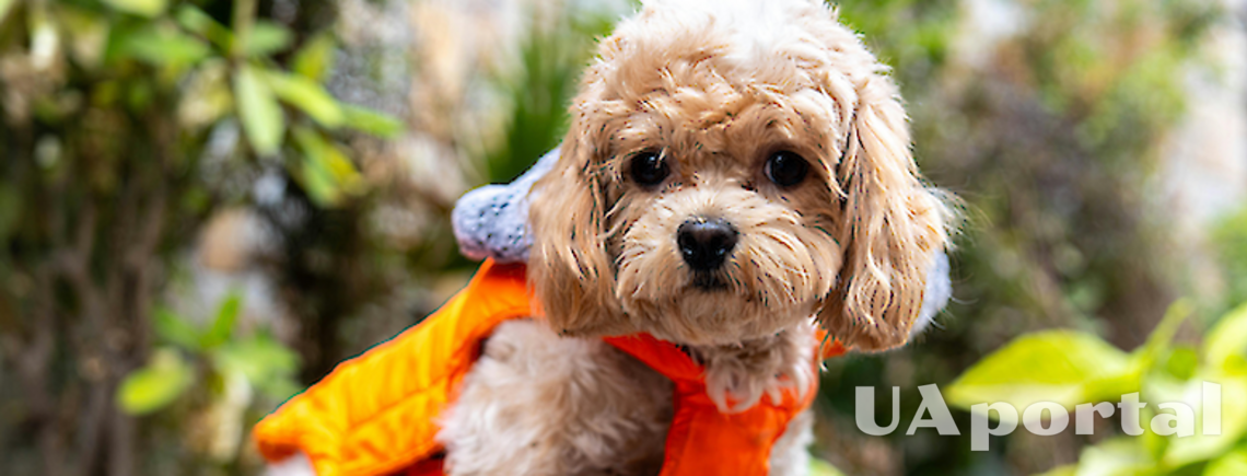 Красивые, но есть нюанс: названы поведенческие проблемы гибридных собак