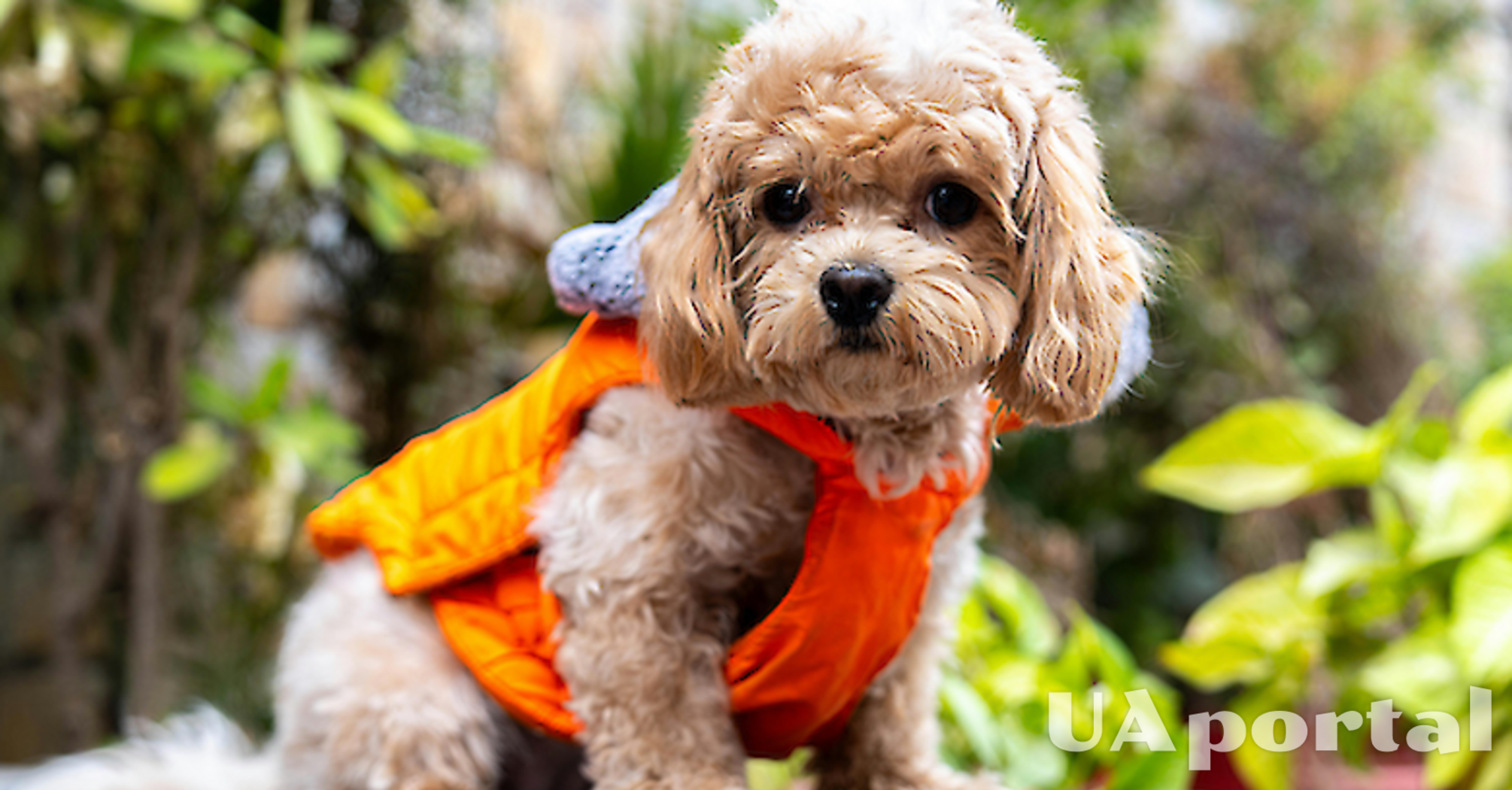 Красивые, но есть нюанс: названы поведенческие проблемы гибридных собак