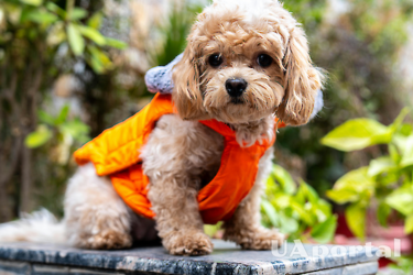 Красивые, но есть нюанс: названы поведенческие проблемы гибридных собак