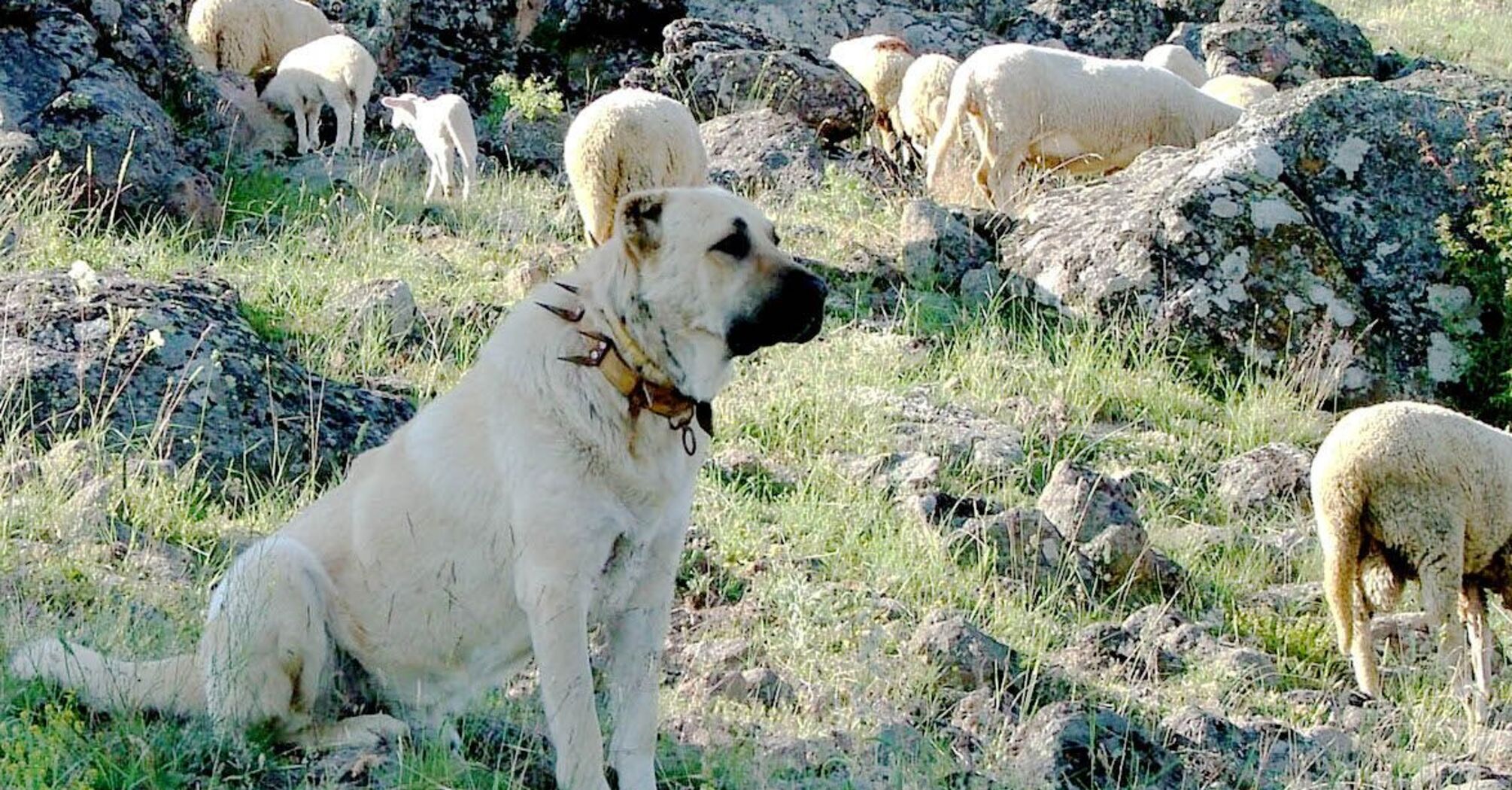 З ними не варто жартувати: названо топ порід собак із найсильнішим укусом   