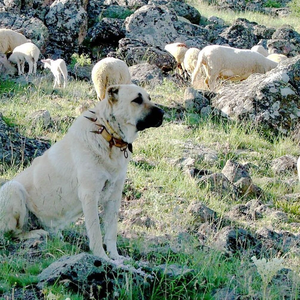 С ними не стоит шутить: названы топ пород собак с сильнейшим укусом