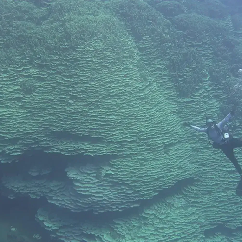 На Марианских островах обнаружили самый большой в мире коралл в возрасте 2000 лет (фото)