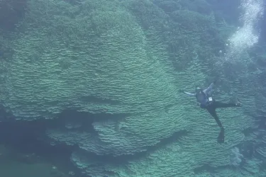 На Маріанських островах виявили найбільший у світі корал віком 2000 років (фото)