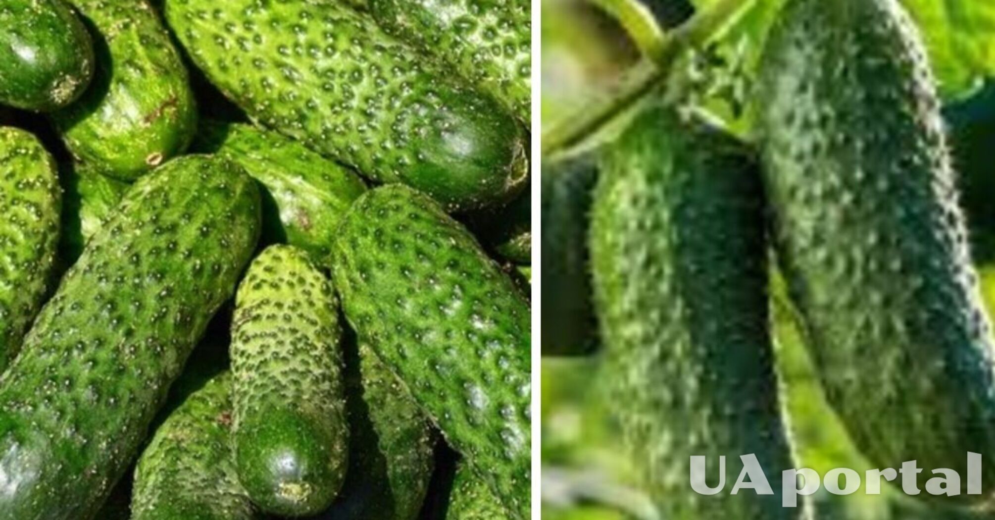 В Украине резко подорожал популярный овощ: сколько стоит