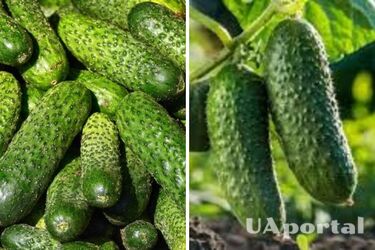 В Україні різко подорожчав популярний овоч: скільки коштує