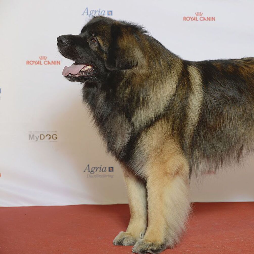 Стануть ідеальним компаньйоном: які собаки мають хороший характер