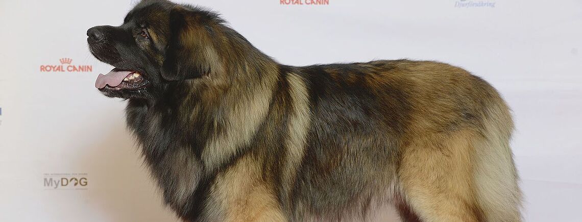 Станут идеальным компаньоном: какие собаки имеют хороший характер