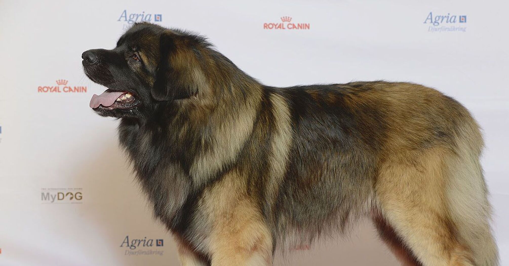 Станут идеальным компаньоном: какие собаки имеют хороший характер