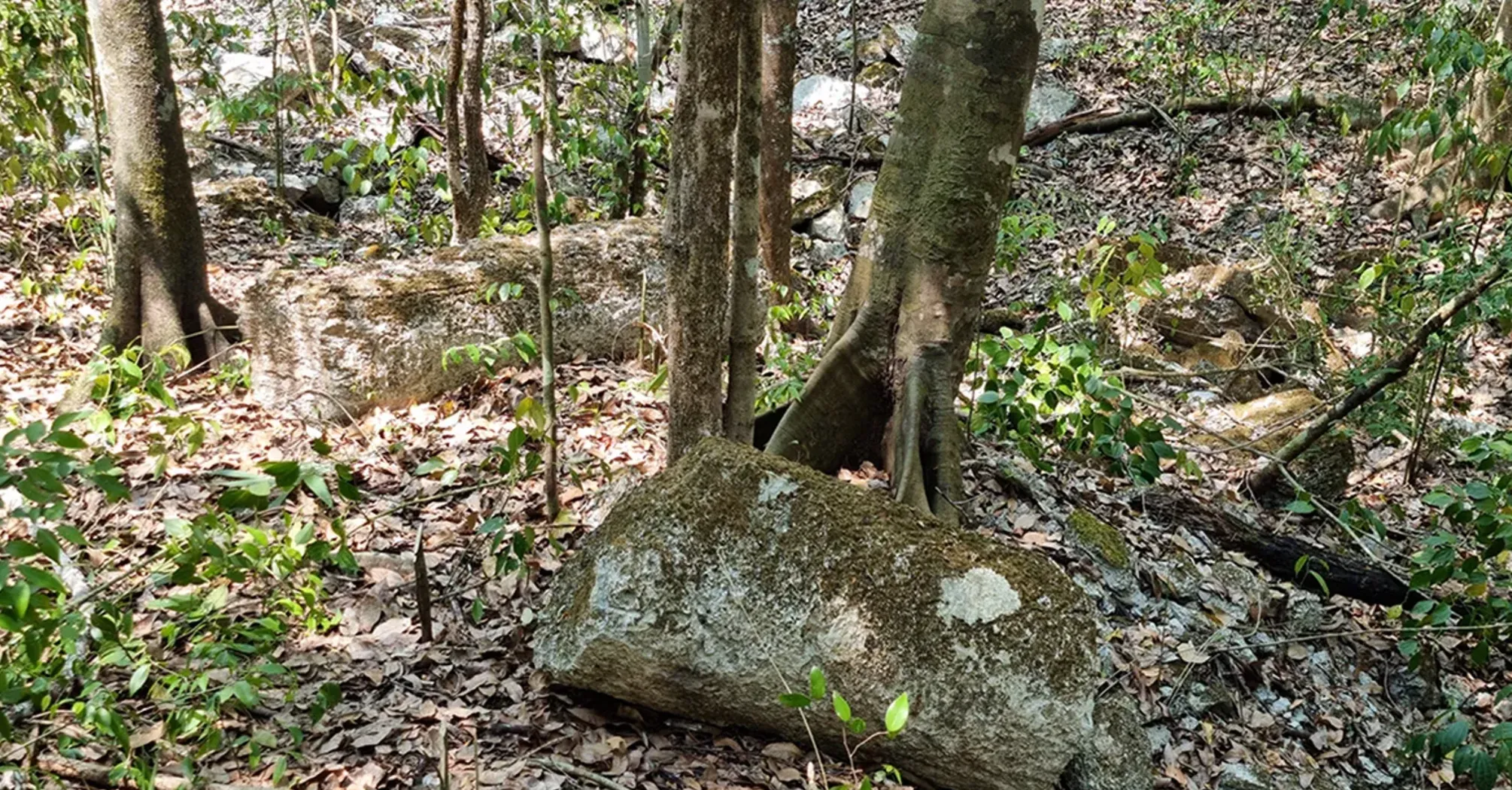 Представляет новое представление об организации торговли майя: на Юкатане нашли уникальные архитектурные структуры (фото)