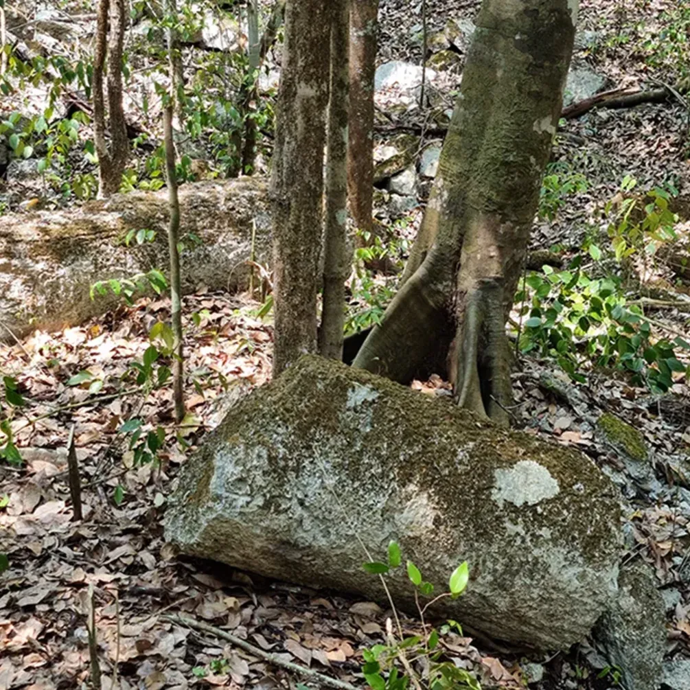 Представляет новое представление об организации торговли майя: на Юкатане нашли уникальные архитектурные структуры (фото)
