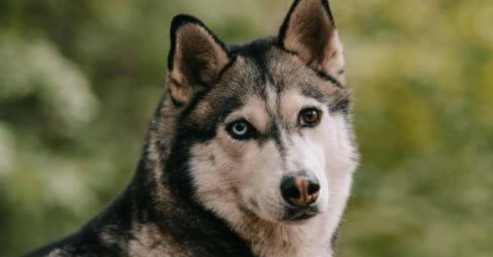 Будете делать новый ремонт: топ пород всех грызущих собак