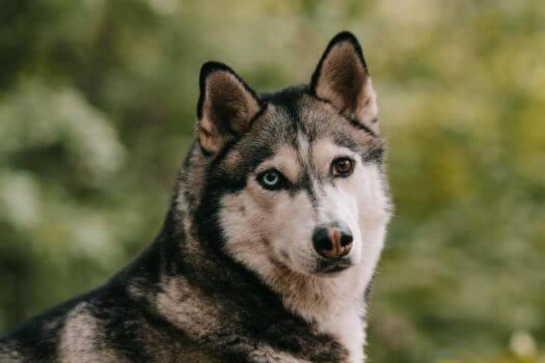 Будете делать новый ремонт: топ пород всех грызущих собак