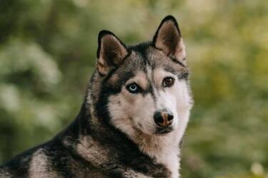 Будете делать новый ремонт: топ пород всех грызущих собак