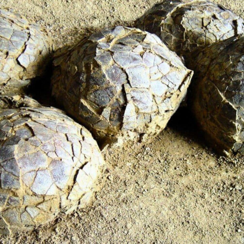 У Франції знайшли яйця динозаврів віком 70 мільйонів років (фото)