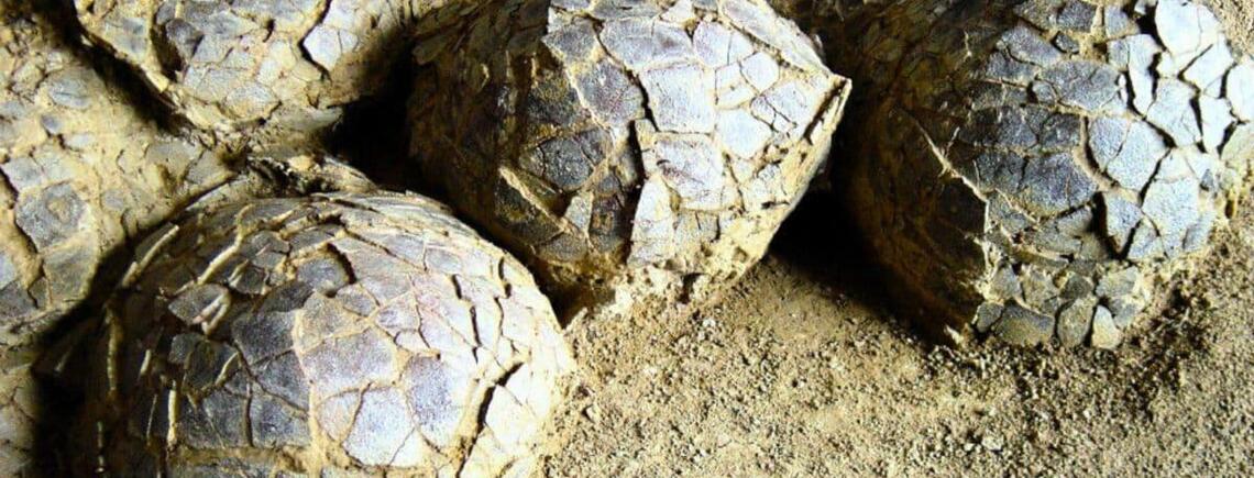 Во Франции обнаружили яйца динозавров в возрасте 70 миллионов лет (фото)