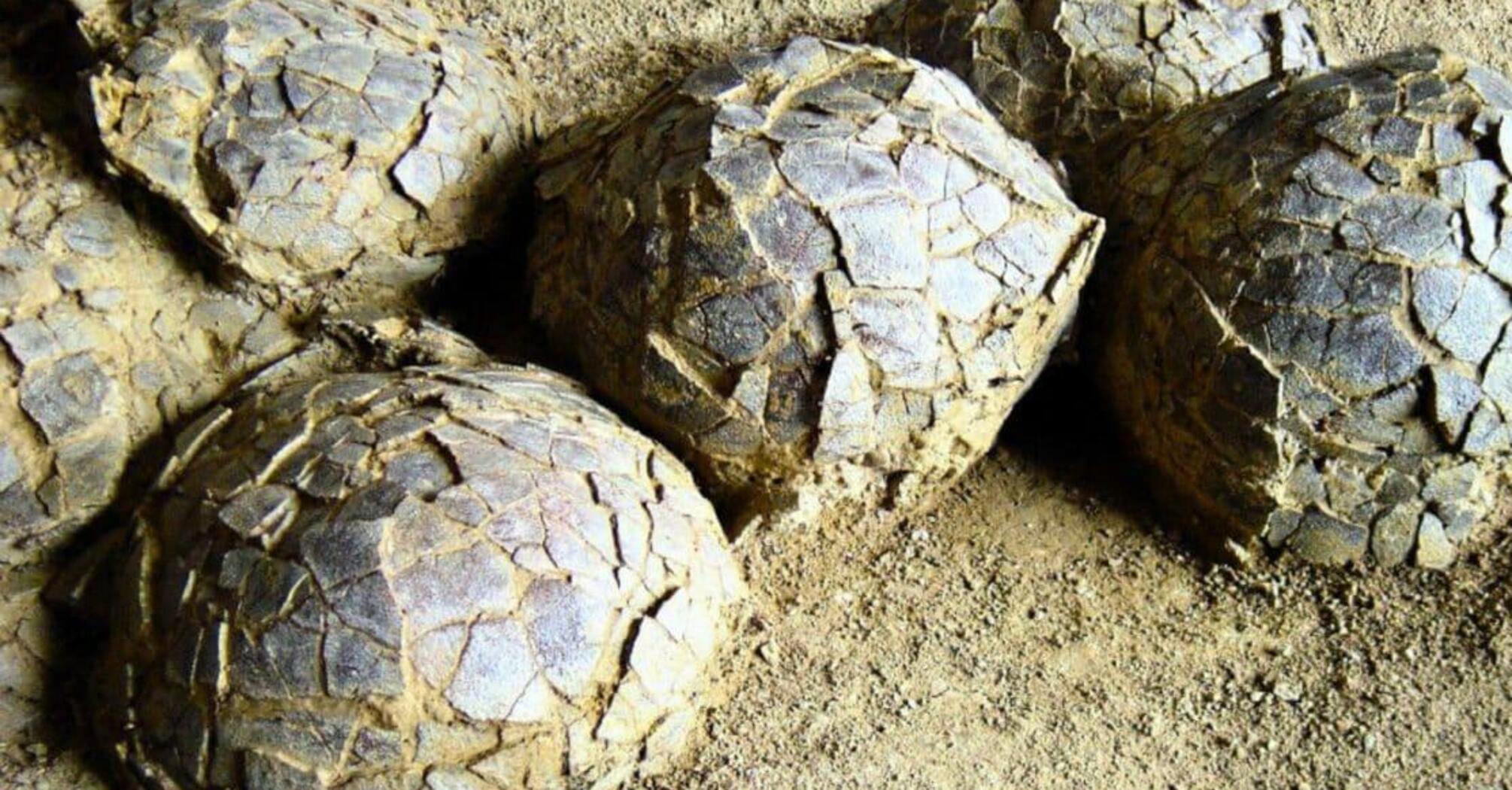 У Франції знайшли яйця динозаврів віком 70 мільйонів років (фото)