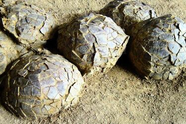 У Франції знайшли яйця динозаврів віком 70 мільйонів років (фото)