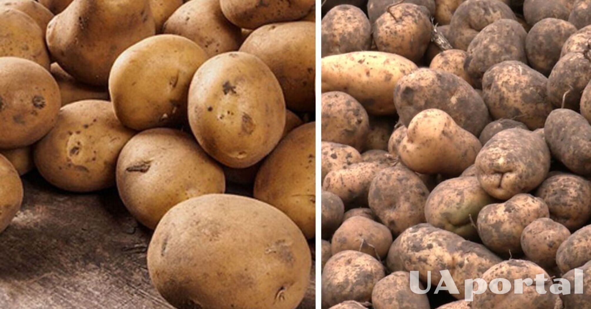 В Україні різко подешевшав популярний овоч: скільки коштує   