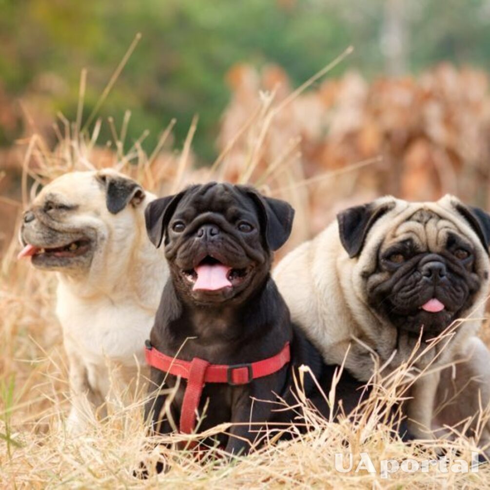 Спокойны и взвешены: топ пород собак, у которых практически отсутствует охотничий инстинкт