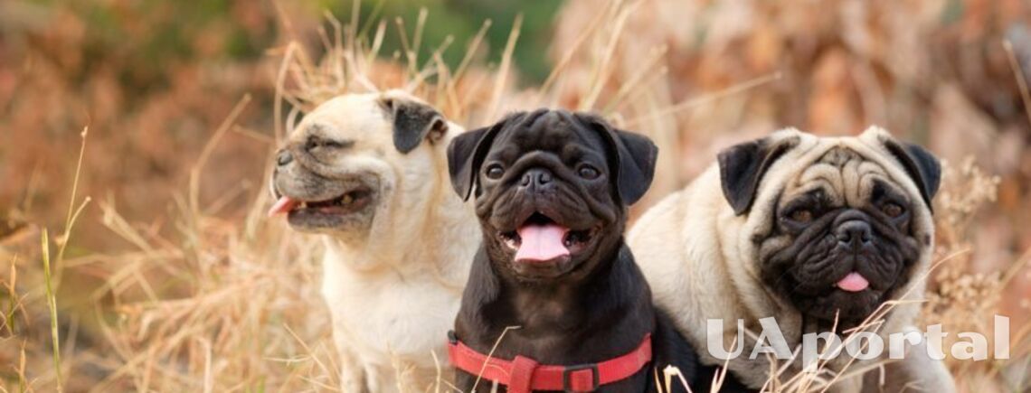 Спокійні та виважені: топ порід собак, у яких практично відсутній мисливський інстинкт