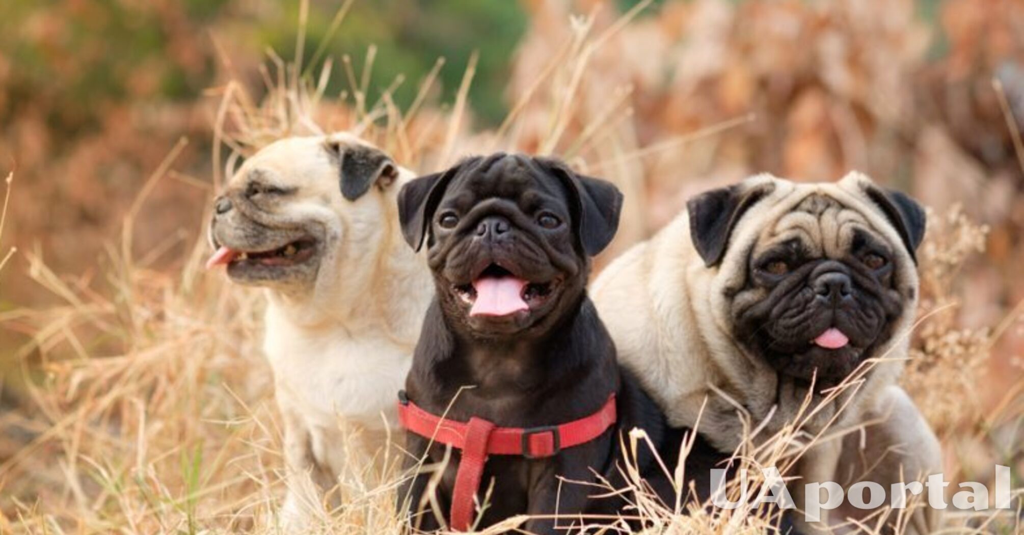 Спокойны и взвешены: топ пород собак, у которых практически отсутствует охотничий инстинкт